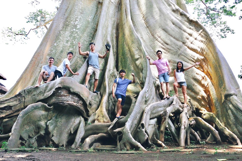 Giant TREE !