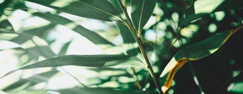 Insead semester dates picture