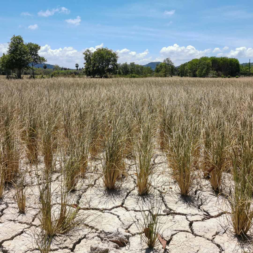 Dryland Restoration: Bridging the Gap Between Science and Finance To Restore the Planet’s Most Overlooked Ecosystem