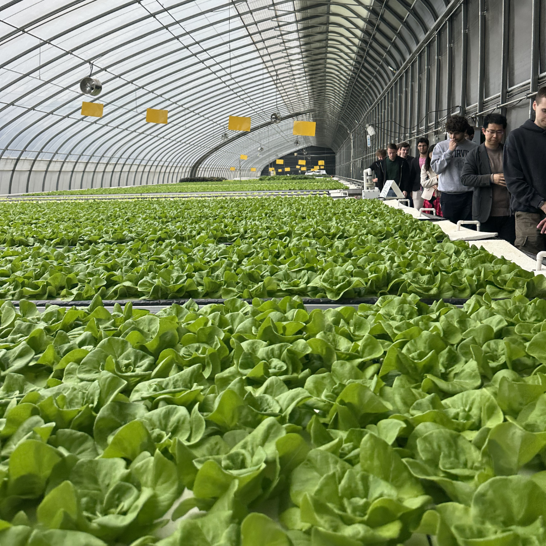 Greenhouse in China